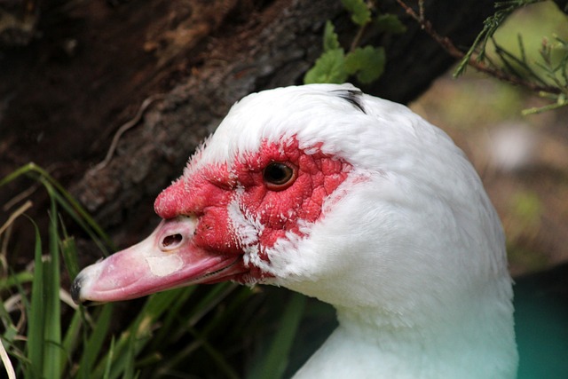 对印度冰雪 对印度冰雪